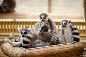 Biodiversité unique de Madagascar avec faune et flore endémiques
